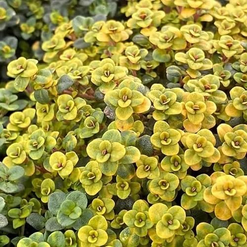 Thymian-Samen, gelb, alte Sorte, gentechnikfrei, hohe Keimrate, Bio-Gartensamen