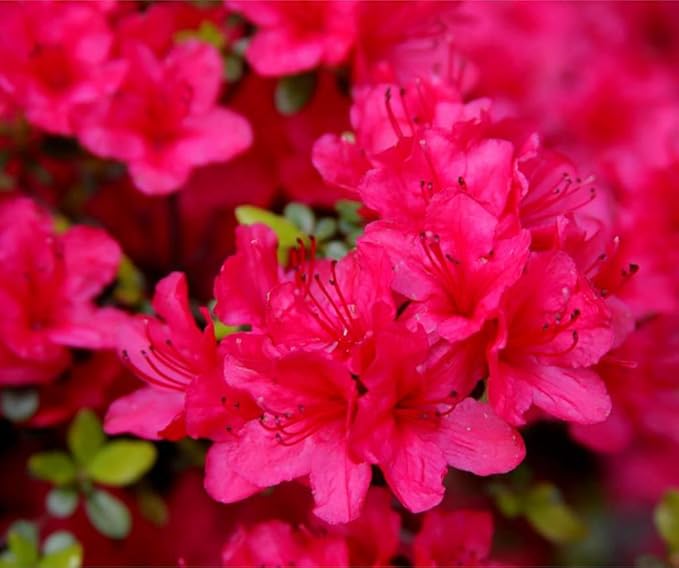 azalea rhododendron flower seeds