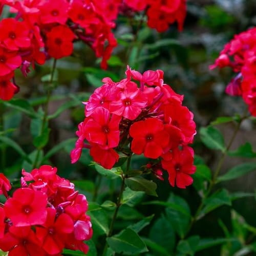 Red Phlox Flower Seeds Heirloom Non-GMO High Germination Organic Garden Seeds