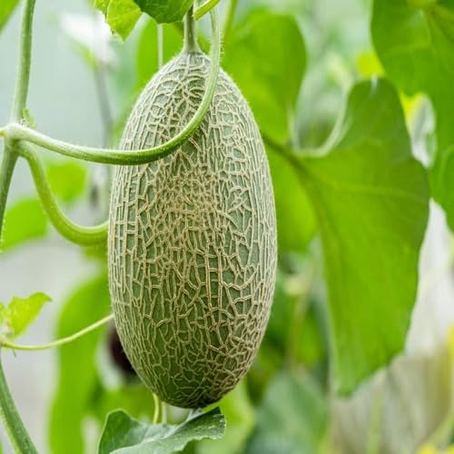 Green Cantaloupe Seeds – Heirloom, Non-GMO, High Germination Organic Garden Seeds