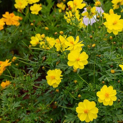 Cosmos Flower Seeds Yellow for Planting – Heirloom Non-GMO High Germination Seeds
