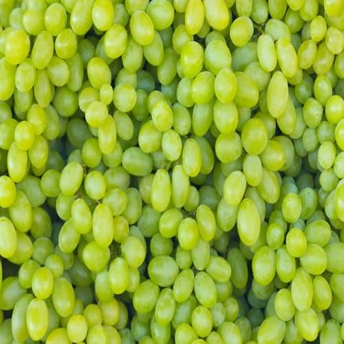 Green Grapes Seeds – Heirloom, Non-GMO, High Germination Organic Garden Seeds