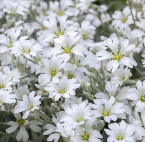 White Cerastium Flower Seeds Heirloom Non-GMO High Germination Organic Garden Seeds for Planting