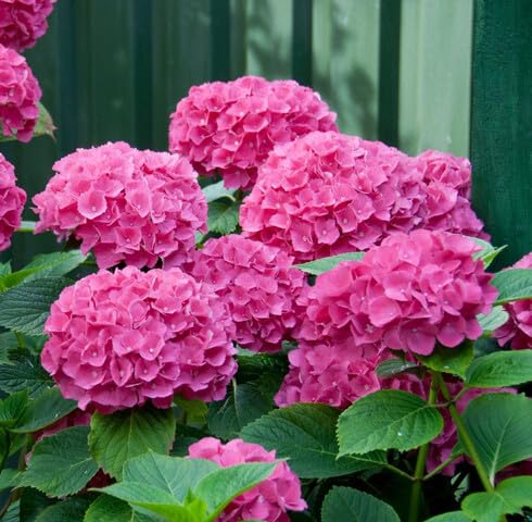 Rosa Hortensien Blumensamen – Alte Sorte, gentechnikfrei, hohe Keimfähigkeit, Bio-Gartensamen zum Pflanzen