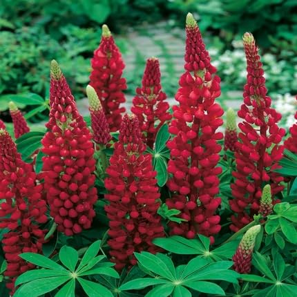 Lupine Flower Seeds – Heirloom, Non-GMO, High Germination Organic Garden Seeds for Planting