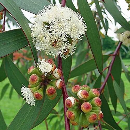 eucalyptustreeheirloomnongmo flower seeds