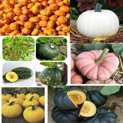 Mixed Pumpkin Fruit Seeds – Heirloom, Non-GMO, High Germination Organic Garden Seeds Planting