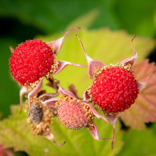 Red Thimbleberry Seeds – Heirloom, Non-GMO, High Germination Organic Garden Seeds