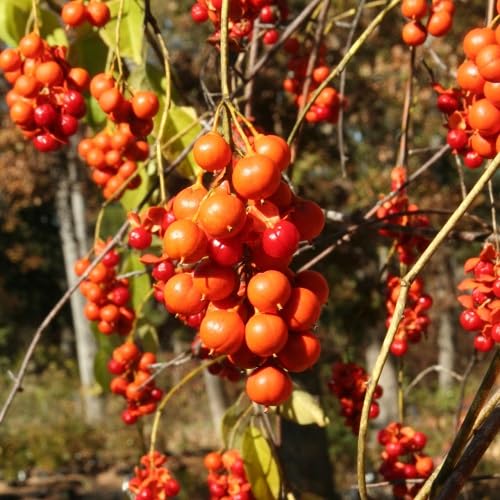 Celastrus Scandens Seeds Orange Heirloom Non-GMO High Germination Organic Garden Seeds for Planting