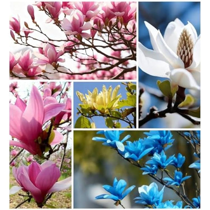 Mixed Magnolia Flower Seeds – Heirloom, Non-GMO, High Germination Seeds