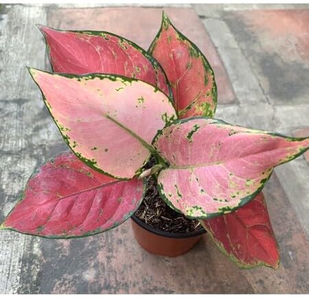 pink aglaonema flower seeds