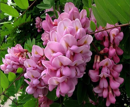 Pink Sophora Flower Seeds for Planting – Heirloom, Non-GMO, High Germination Organic Garden Seeds