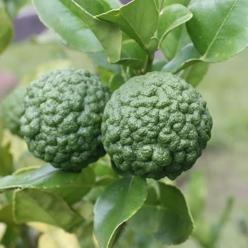Green Kaffir Lime Seeds – Heirloom, Non-GMO, High Germination Organic Garden Seeds