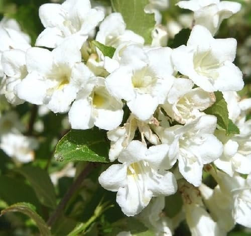 Weigela Flower Seeds White – Heirloom Non-GMO High Germination Organic Garden Seeds for Planting