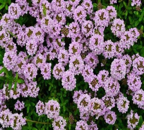 Purple Creeping Thyme Flower Seeds Heirloom Non-GMO High Germination Organic Garden Seeds