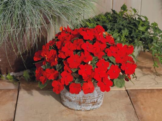 red impatiens flower seeds
