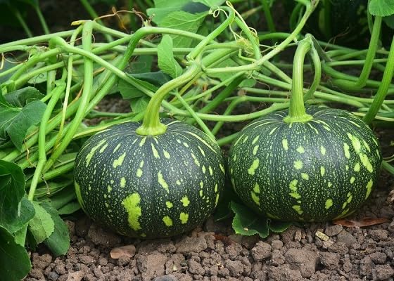 Pumpkin Seeds – Heirloom, Non-GMO, High Germination Organic Garden Seeds Planting