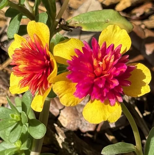 Yellow Pink Portulaca Flower Seeds – Heirloom Non-GMO High Germination Organic Garden Seeds