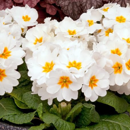 White Primrose Flower Seeds for Planting – Heirloom, Non-GMO, High Germination