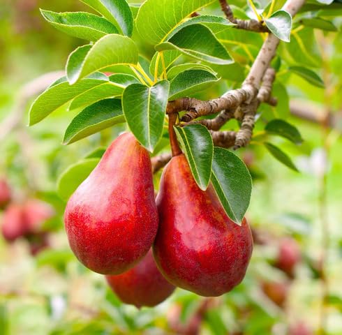 Red Pear Seeds – Heirloom, Non-GMO, High Germination Organic Garden Seeds for Planting