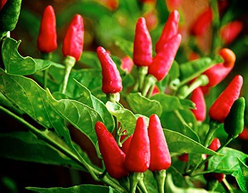 tobasco pepper flower seeds