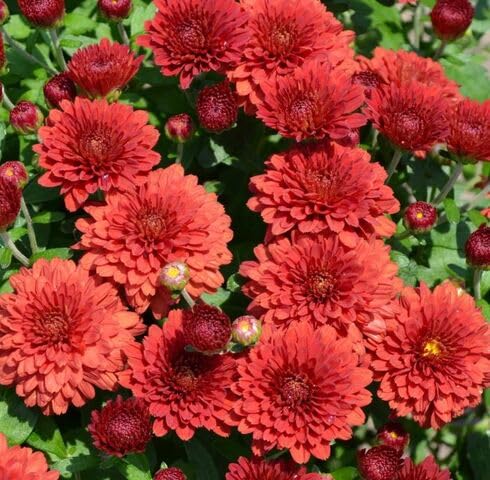 Red Chrysanthemum Flower Seeds for Planting – Heirloom, Non-GMO, High Germination Organic Garden Seeds