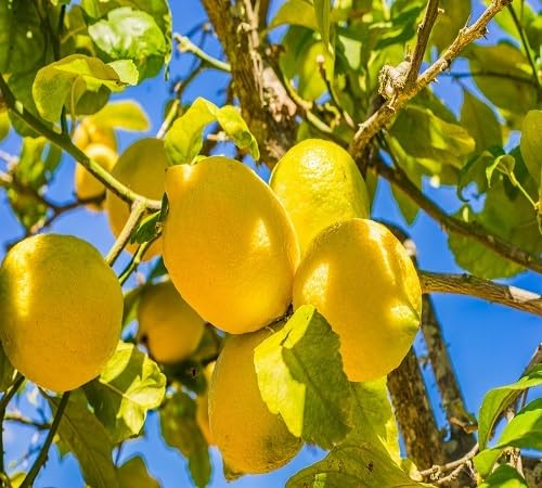 Yellow Citron Seeds – Heirloom, Non-GMO, High Germination Organic Garden Seeds