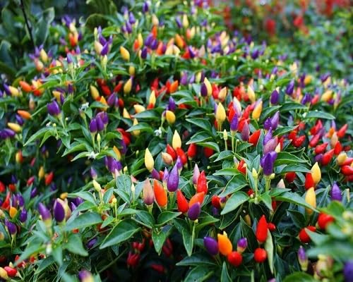 Mixed Pepper Vegetable Seeds Heirloom Non-GMO High Germination Organic Garden Seeds for Planting
