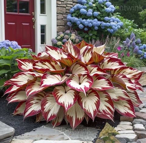 white red hosta seeds
