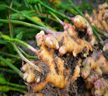 Ingwersamen – Alte Sorte, gentechnikfrei, keimstark, Bio-Gartensamen zum Pflanzen