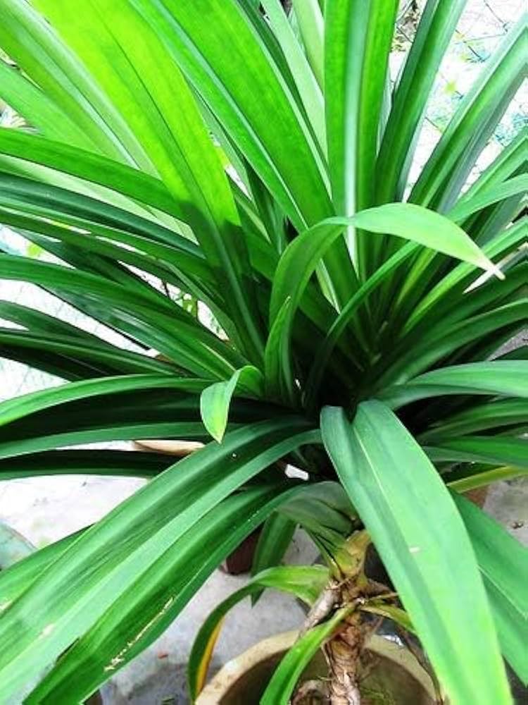 Pandan Seeds for Planting, Tropical Gardens - Heirloom &amp; Non-GMO Seeds