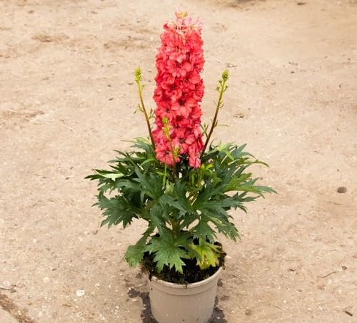 delphinium flower heirloom non-gmo seeds