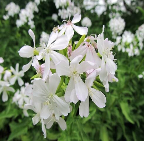 White Saponaria Flower Seeds – Heirloom Non-GMO Organic Garden Seeds
