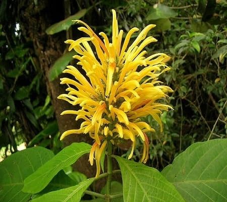 Yellow Justicia Flower Seeds – Heirloom Non-GMO High Germination Organic Garden Seeds