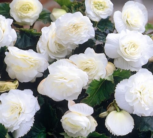 Begonia Flower Seeds Perennial – Heirloom, Non-GMO, High Germination Organic Garden Seeds for Planting