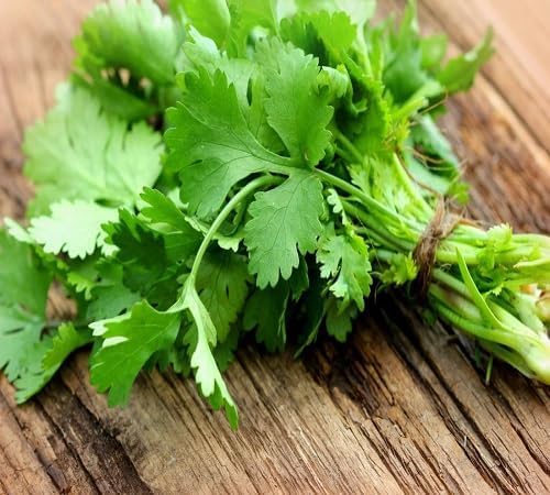 Coriander – Heirloom, Non-GMO, High Germination Organic Garden Seeds Planting