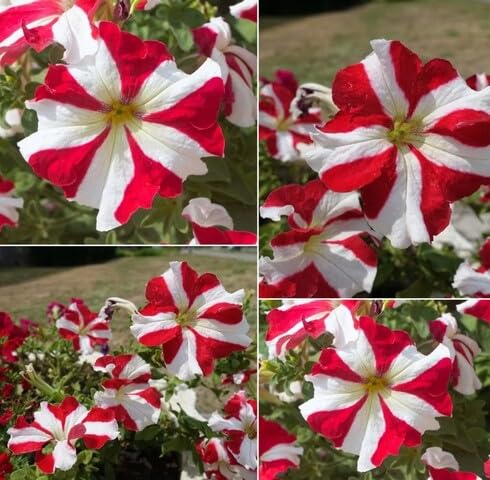 White Red Petunia Flower Seeds Heirloom Non-GMO High Germination Organic Garden Seeds