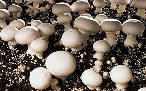 mushroom plant flower seeds