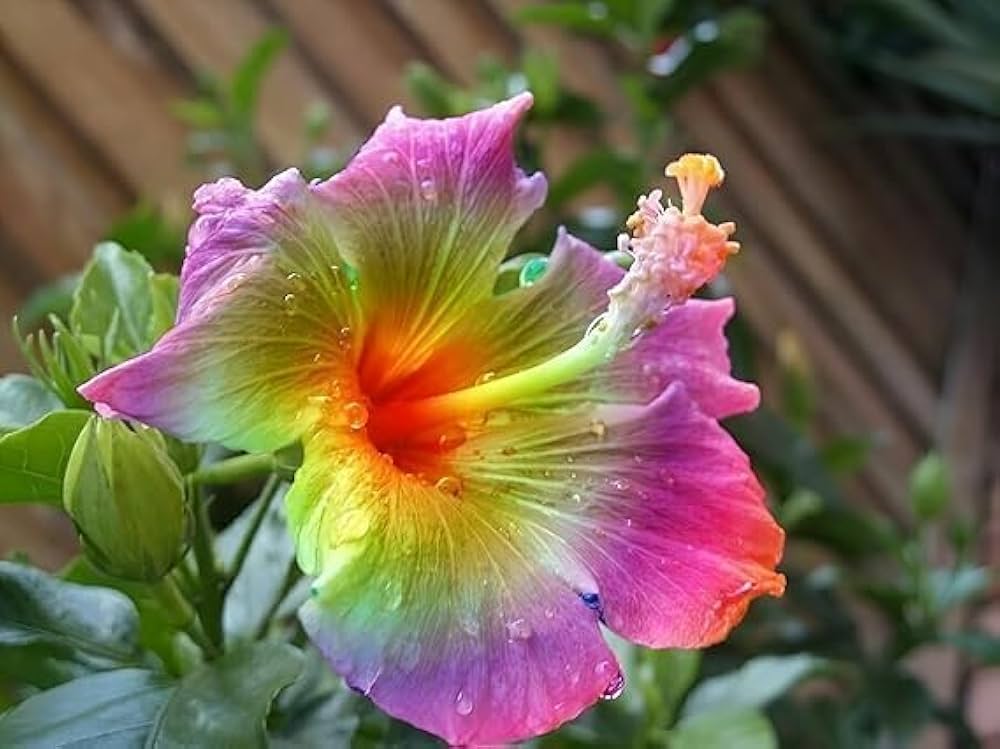 hibiscus rosa flower seeds