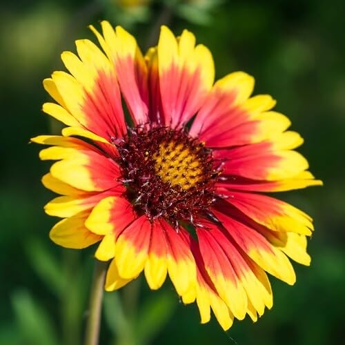Yellow Orange Gaillardia Flower Seeds – Heirloom, Non-GMO, High Germination Seeds