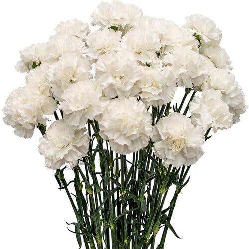 Carnation Flower Seeds – Heirloom, Non-GMO, High Germination Organic Garden Seeds for Planting
