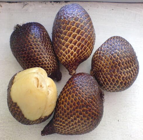 Brown Salak Seeds – Heirloom, Non-GMO, High Germination Organic Garden Seeds