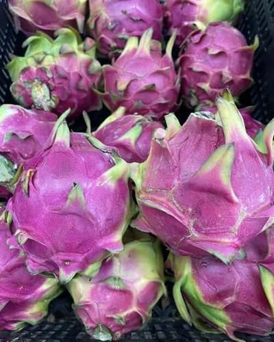 Purple Dragon Seeds – Heirloom, Non-GMO, High Germination Organic Garden Seeds