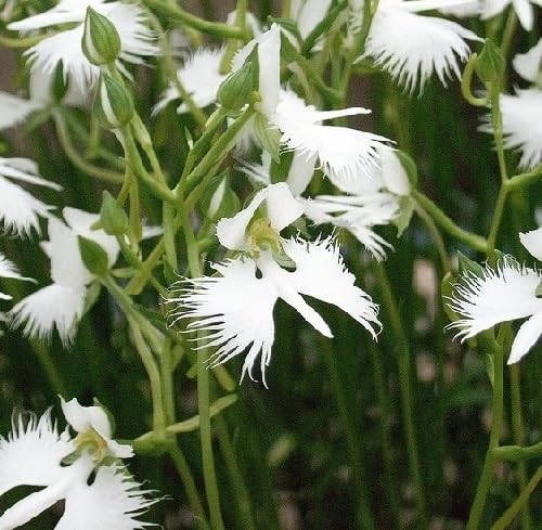 Egret Orchid Flower Seeds White – Heirloom Non-GMO High Germination Seeds