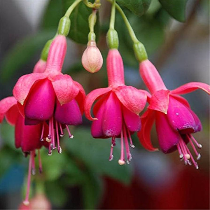 Fuchsia hybrida Lantern Flower Seeds for Planting