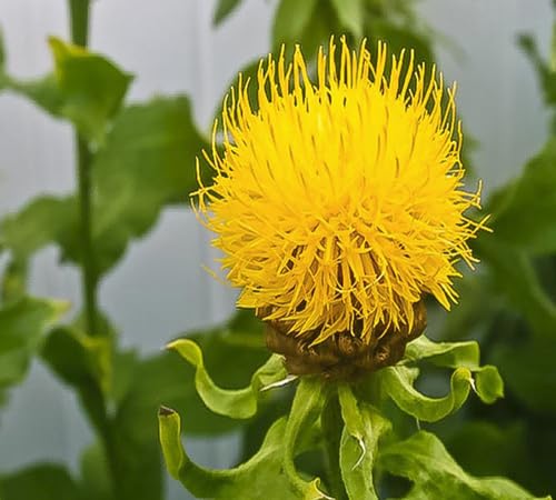Yellow Centaurea Flower Seeds – Heirloom, Non-GMO, High Germination Organic Garden Seeds
