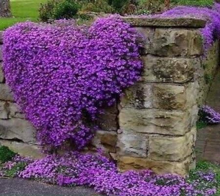Creeping Thyme Flower Seeds Heirloom Non-GMO High Germination Organic Garden Seeds