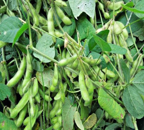 Grüne Edamame-Samen – Alte Sorte, gentechnikfrei, hohe Keimfähigkeit, Bio-Gartensamen zum Pflanzen