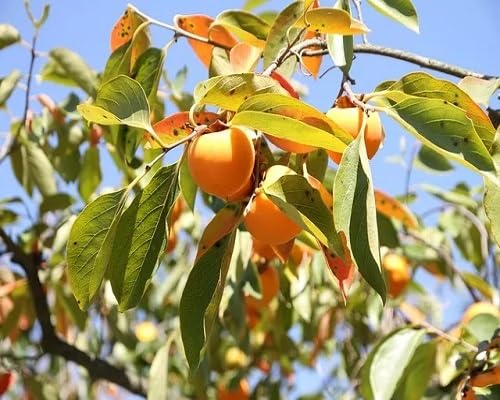 Yellow Kaki Permission Seeds – Heirloom, Non-GMO, High Germination Organic Garden Seeds