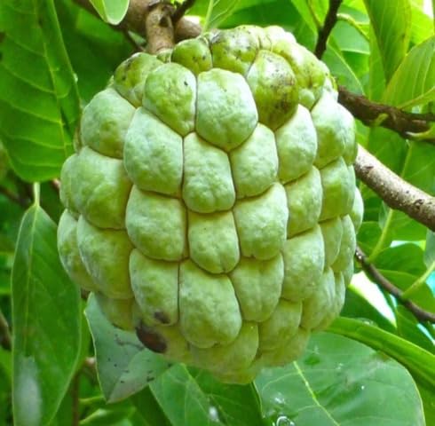 Green Custard Apple Seeds – Heirloom, Non-GMO, High Germination Organic Garden Seeds